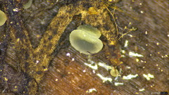 Pezizomycotina