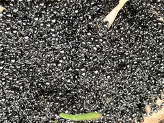 Dolichoderus taschenbergi