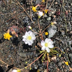 Lewisia oppositifolia
