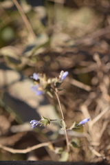 Stemodia durantifolia