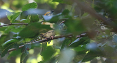 Vireolanius melitophrys