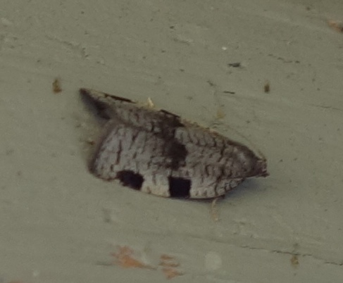 Lozotaenia hesperia