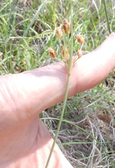 Fimbristylis puberula
