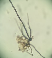 Menispora
