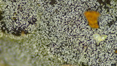 Menispora