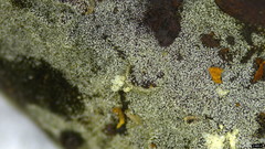 Menispora