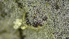 Menispora