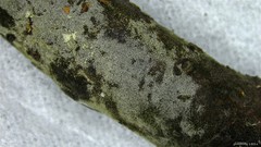 Menispora