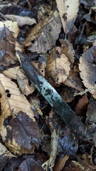 Menispora