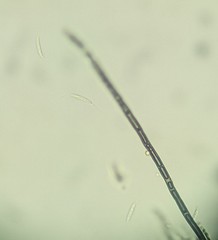 Menispora