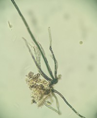 Menispora