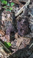 Phlebiopsis crassa