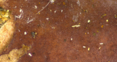 Phlebiopsis crassa