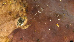 Phlebiopsis crassa