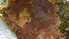 Phlebiopsis crassa