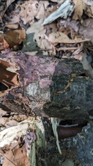 Phlebiopsis crassa