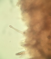 Phlebiopsis crassa