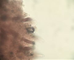 Phlebiopsis crassa