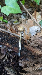 Physalacriaceae