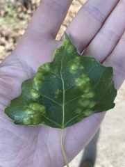 Taphrina populi-salicis