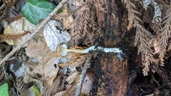 Physalacriaceae
