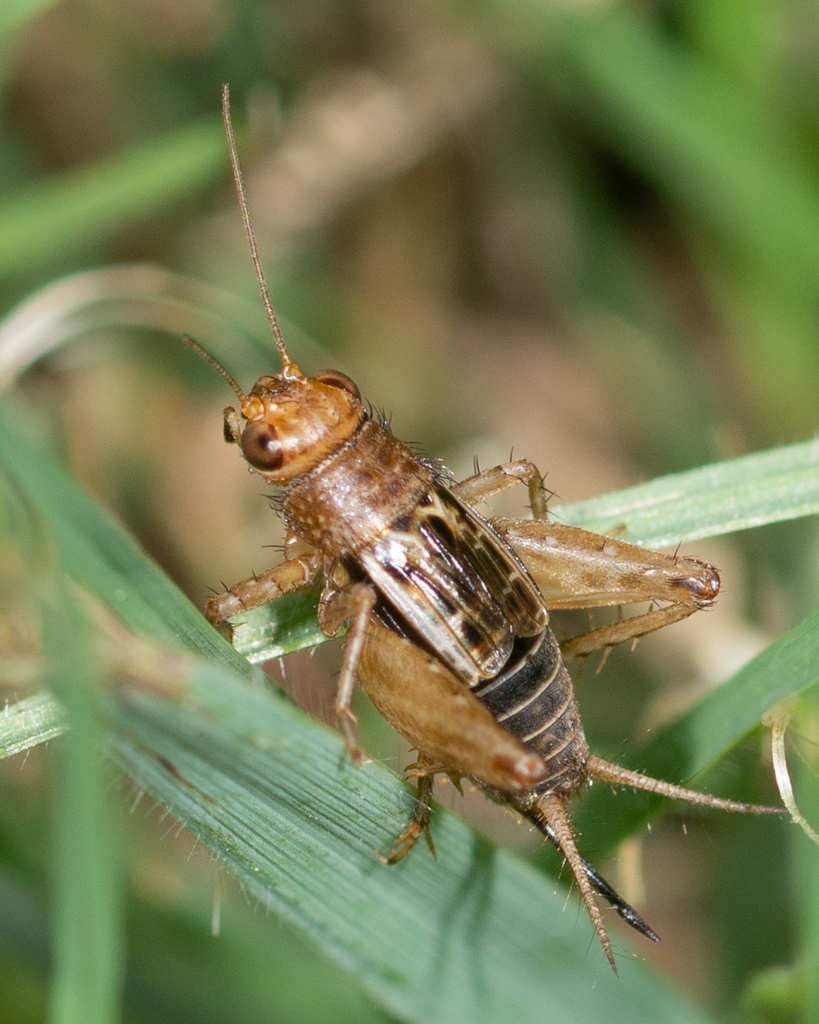 Small Ground Crickets