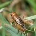 Small Ground Crickets - Photo (c) Tracey Fandre, some rights reserved (CC BY-NC-ND), uploaded by Tracey Fandre