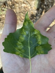 Taphrina populi-salicis