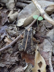 Incilius canaliferus