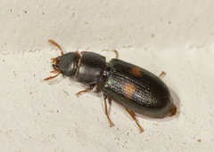 Tenebroides bimaculatus
