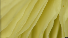 Physalacriaceae