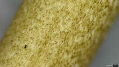 Physalacriaceae