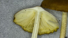 Physalacriaceae