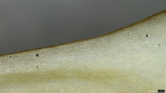 Physalacriaceae