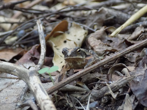 Dwarf toad