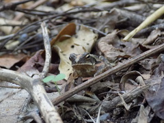 Incilius canaliferus