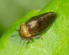 Pachypsylla celtidisgemma