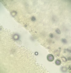 Physalacriaceae
