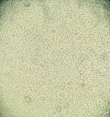 Physalacriaceae