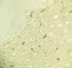 Physalacriaceae