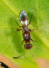 Anastatus semiflavidus