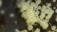 Henningsomyces candidus