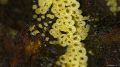Henningsomyces candidus
