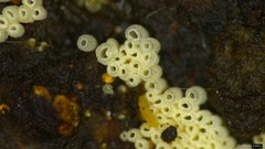 Henningsomyces candidus