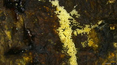 Henningsomyces candidus
