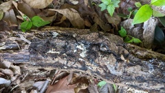 Henningsomyces candidus