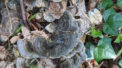 Trametes versicolor