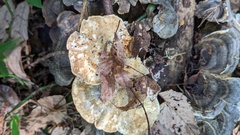 Trametes versicolor