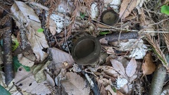 Trichaleurina tenuispora