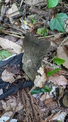 Trichaleurina tenuispora